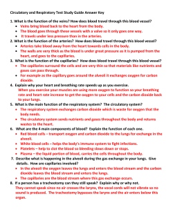 How does blood travel through this blood vessel?