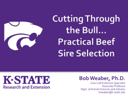 Selecting Herd Sires for Commercial Beef Herds
