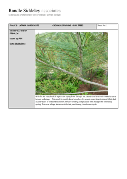 329305_Chemical spraying 1 (Pine trees)