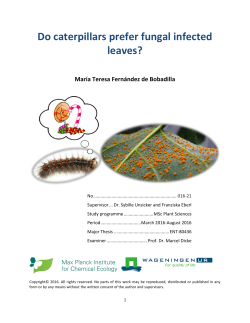 Do caterpillars prefer fungal infected leaves?