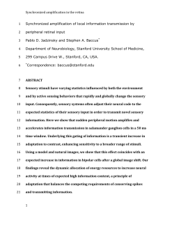 Synchronized amplification in the retina 1 Synchronized
