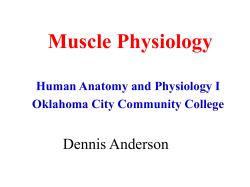 Muscle Physiology - Oklahoma City Community College