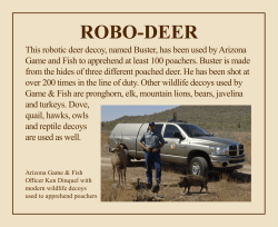 This robotic deer decoy, named Buster, has been used by Arizona