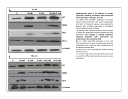 p27 NOXA HH3 RFC-1 &alpha;-Tubulin p27 HH 3 NOXA HH-3 &alpha;