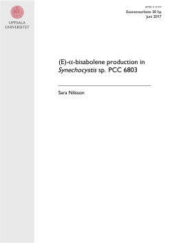 Synechocystis sp. PCC 6803