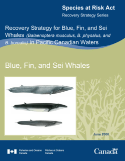 Final Recovery Strategy for Blue, Fin and Sei Whales in Pacific