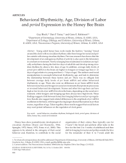 PERIOD Cells in the Bee Brain