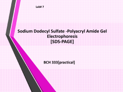 SDS-Polyacrylamide Gel Electrophoresis