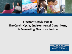 (or Light-Dependent Reactions) The Calvin Cycle