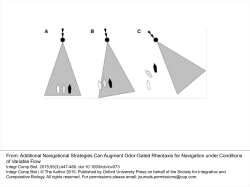 Additional Navigational Strategies Can Augment Odor