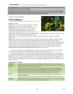 Nicotiana glauca - Weed Research and Information Center