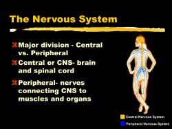 The Nervous System