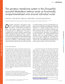 The secretory membrane system in the Drosophila syncytial