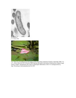 Citing visuals in a PPT