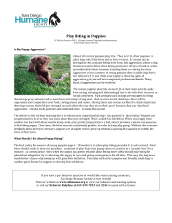 Any Dog Can Live Calmly in a House