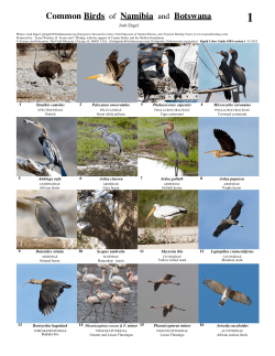 Common Birds of Namibia and Botswana - Field Guides