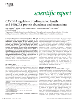 CAVIN3 regulates circadian period length and PER
