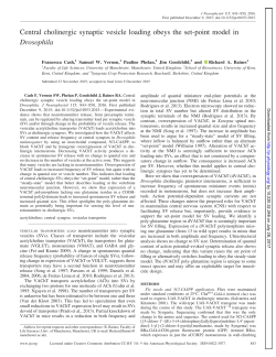 Central cholinergic synaptic vesicle loading obeys the set