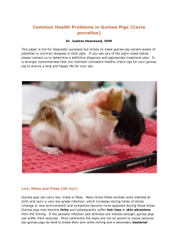 Common Health Problems in Guinea Pigs