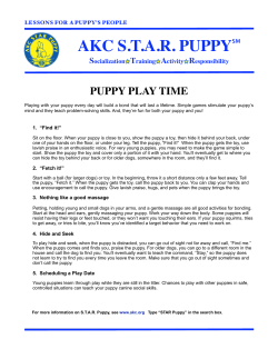 AKC S.T.A.R. Puppy - Lessons for a Puppy`s People