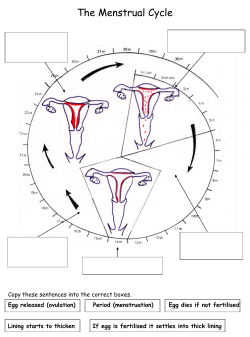 Egg released (ovulation) Period