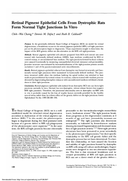 Retinal pigment epithelial cells from dystrophic rats form normal tight