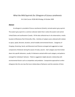 Squirrel ethogram