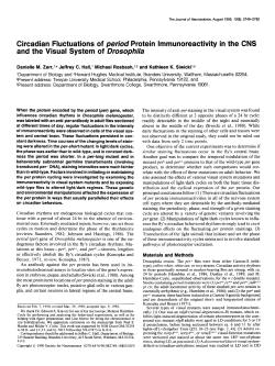 Circadian Fluctuations of period Protein lmmunoreactivity in the