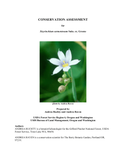 Sisyrinchium sarmentosum