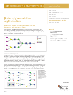 Application notes for beta-N-Acetylglucosaminidase (P0732)