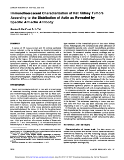 Immunofluorescent Characterization of Rat