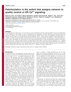 Palmitoylation is the switch that assigns calnexin to