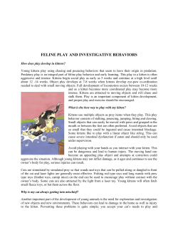 Play and Investigative Behavior