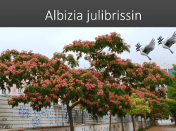 Albizia julibrissin - Poljoprivredna skola PKB