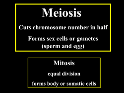 N.S. 100 Lecture 12 - PPT Meiosis 10.21.08 Assignment Page