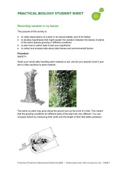 Recording variation in ivy leaves