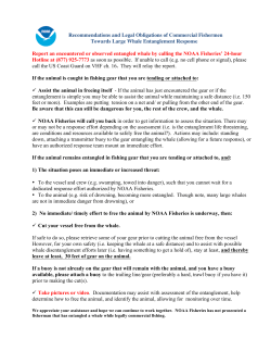 If a large whale gets caught in fishing gear