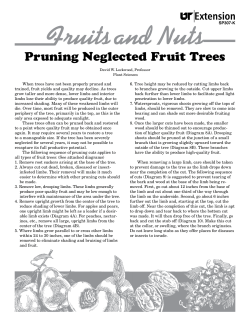 Pruning Neglected Fruit Trees - University of Tennessee Extension