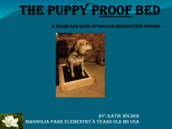 The Puppy Proof Bed: A warm and safe option for