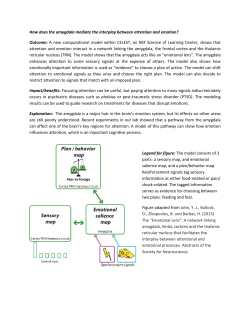 How does the amygdala mediate the interplay between attention