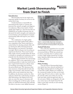 MF2828 Market Lamb Showmanship from Start to