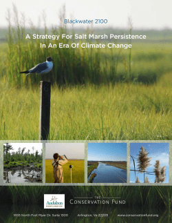 A Strategy For Salt Marsh Persistence In An Era Of Climate Change