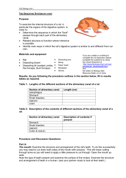 The internal structue of a rat