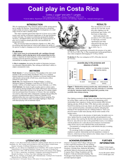 Coati play in Costa Rica