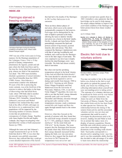 Flamingos starved in freezing conditions Electric fish hold clue to