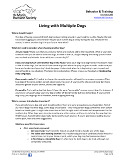 Living with Multiple Dogs