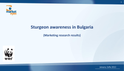 Danube Sturgeons