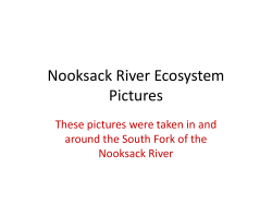Nooksack River Ecosystem Pictures