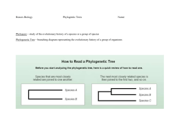 Anoles Phylogenetic Tree