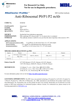 Anti-Ribosomal P0/P1/P2 mAb